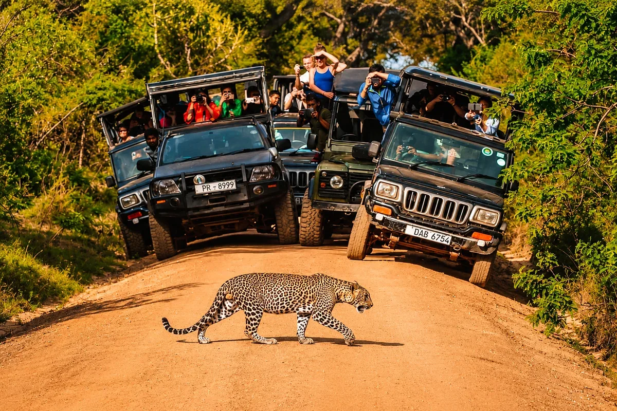 A leopard crossing a dirt road in front of safari vehicles