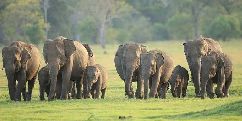 A herd of elephants and calves walking across open grassland