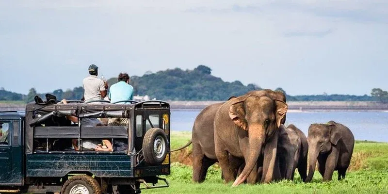 A safari jeep near elephants in Minneriya National Park