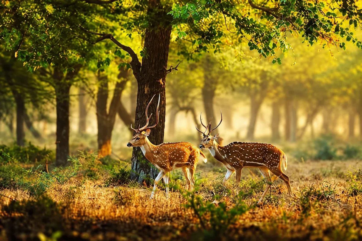 Two spotted deer with antlers walking through sunlit woodland