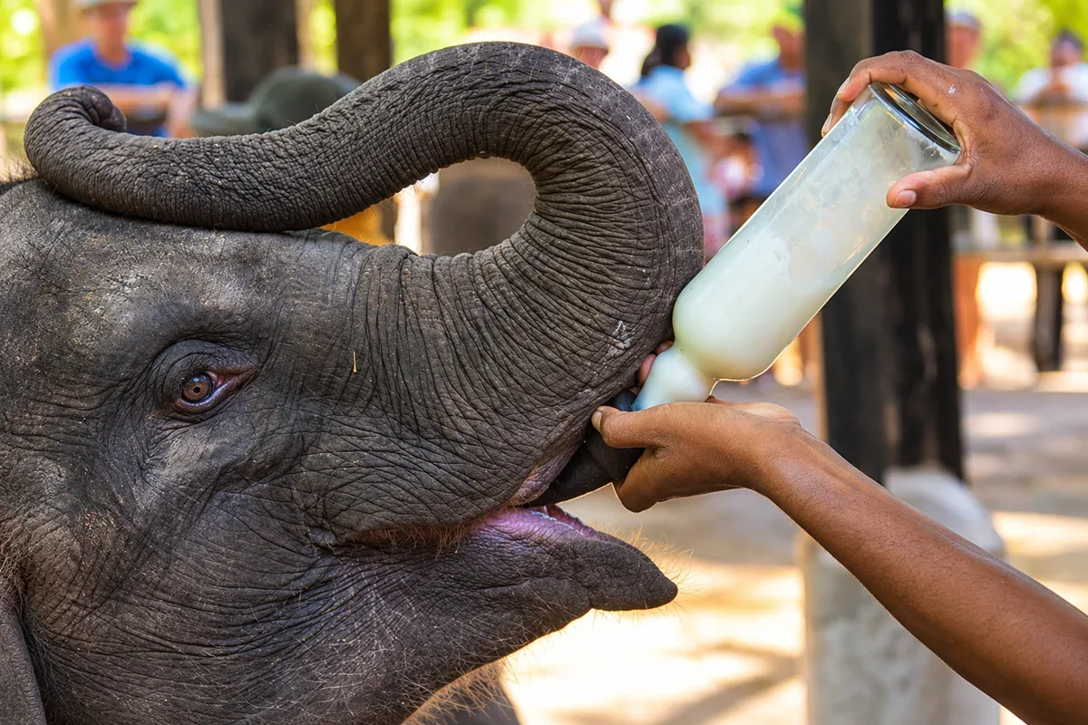 A young elephant drinking milk from a bottle held by a caretaker