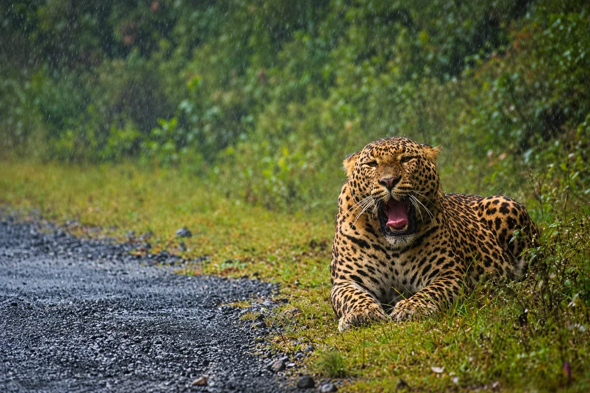 A leopard resting beside a wet path in the rain