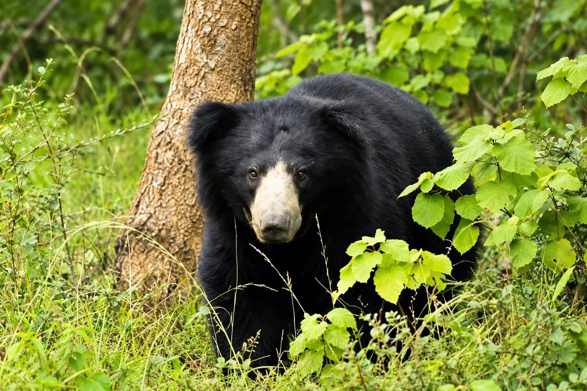 A sloth bear standing among trees and green leaves