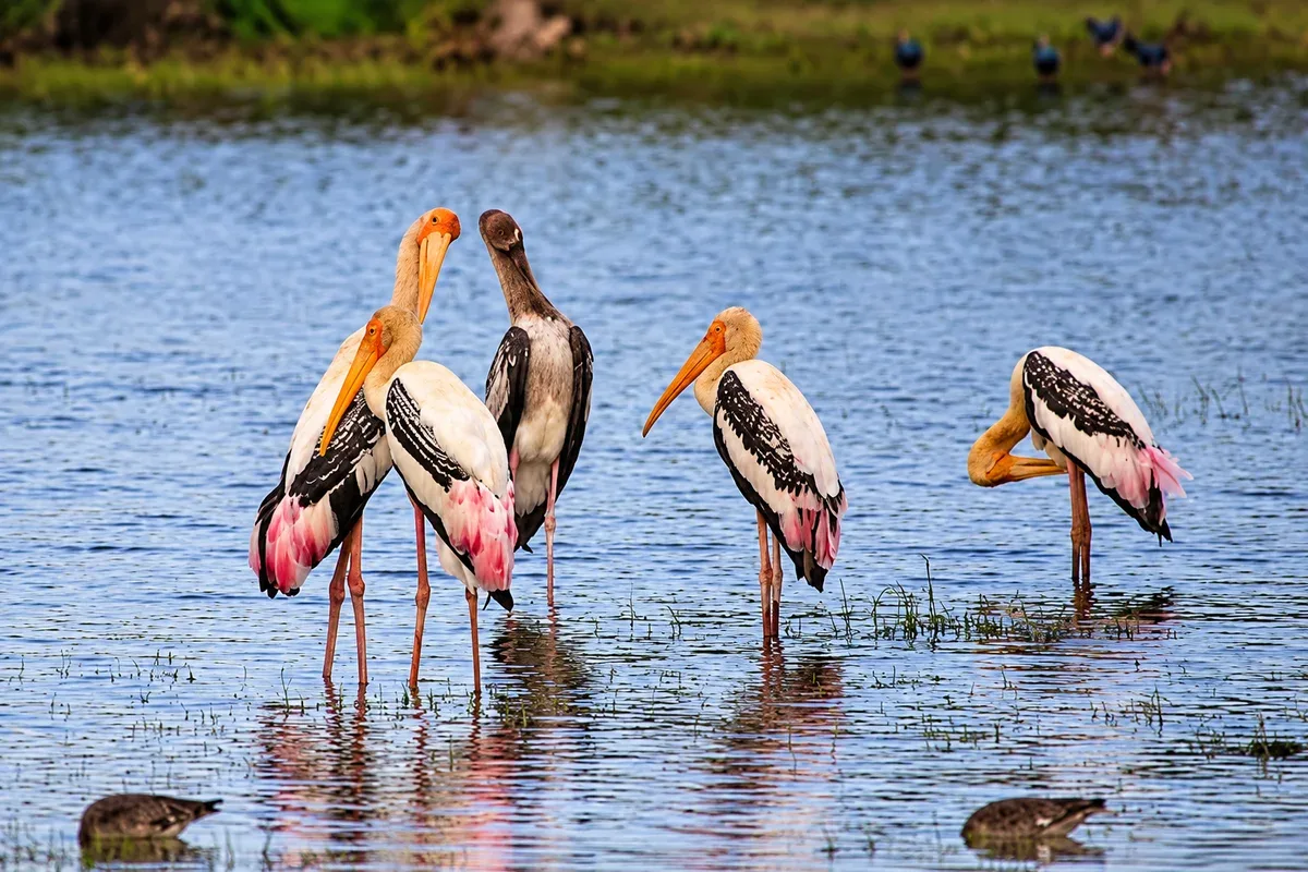 Painted storks standing in shallow wetland water