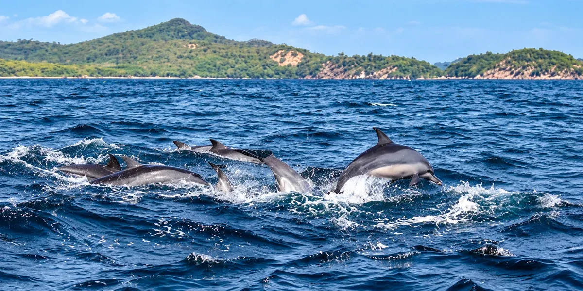 Dolphins leaping through blue ocean waters off Trincomalee