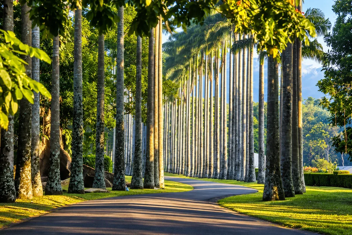 A garden path lined with tall palm trees near Kandy