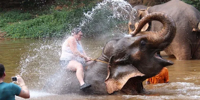 An elephant splashing water beside visitors in a river at Pinnawala