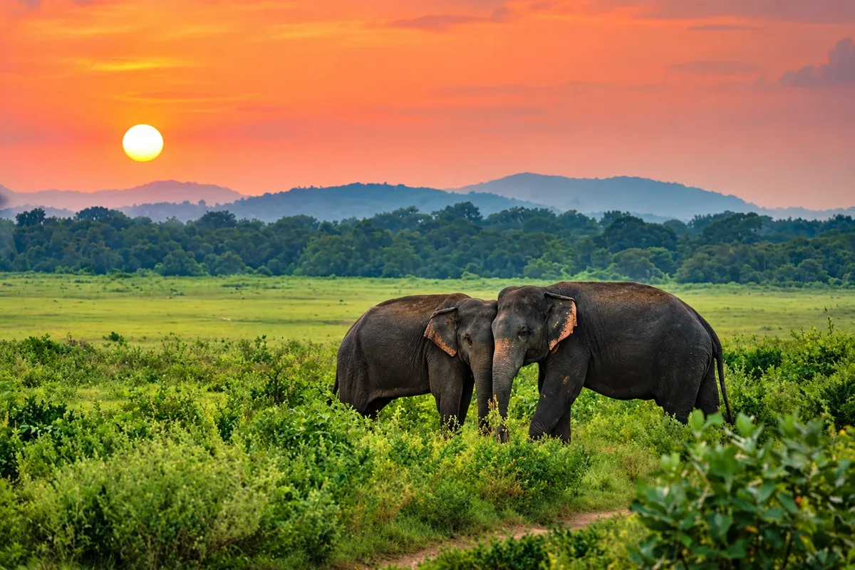 Two elephants standing together in green grassland at sunset