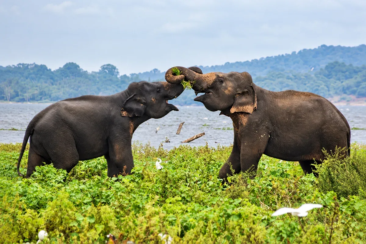 Two elephants raising their trunks beside the water