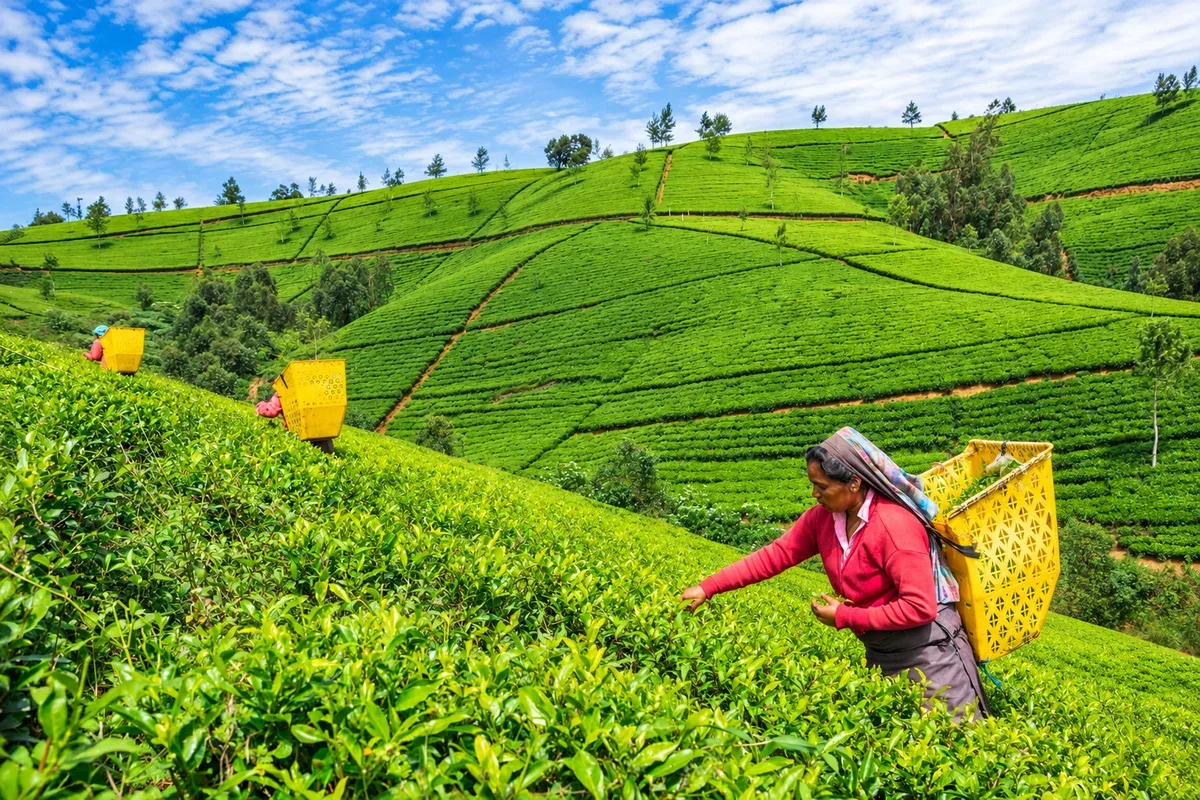 Tea workers picking leaves on the green hills near Nuwara Eliya