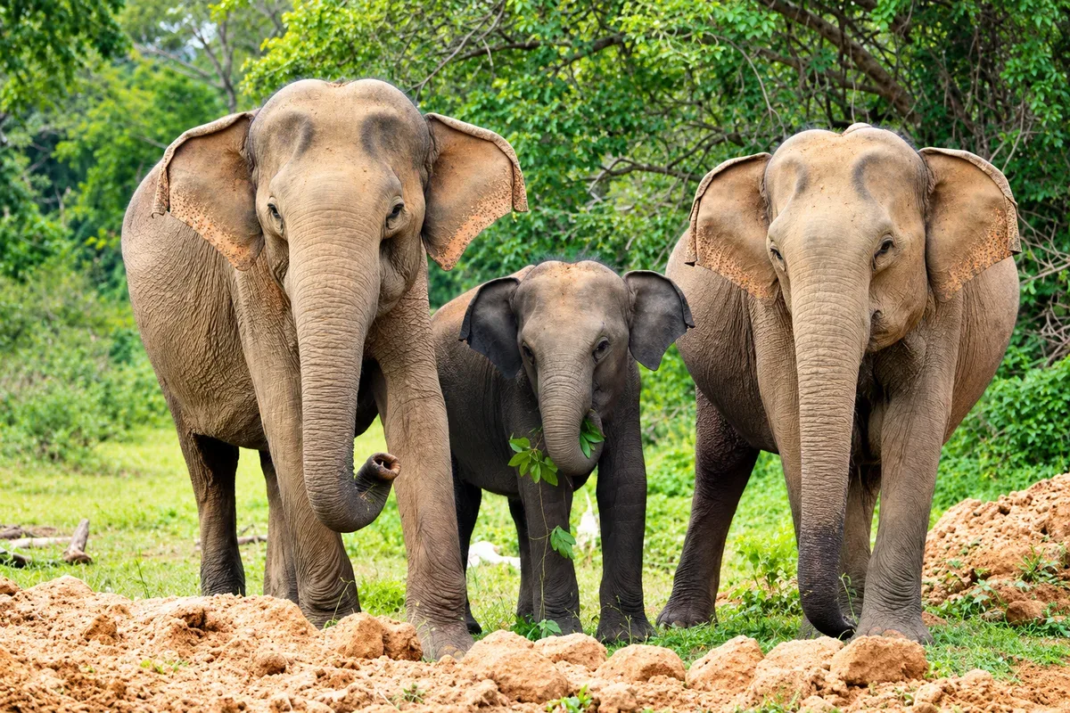 Two adult elephants and a calf standing together among green trees