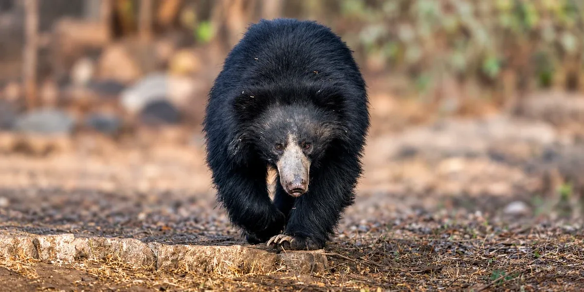 A sloth bear in Wilpattu National Park