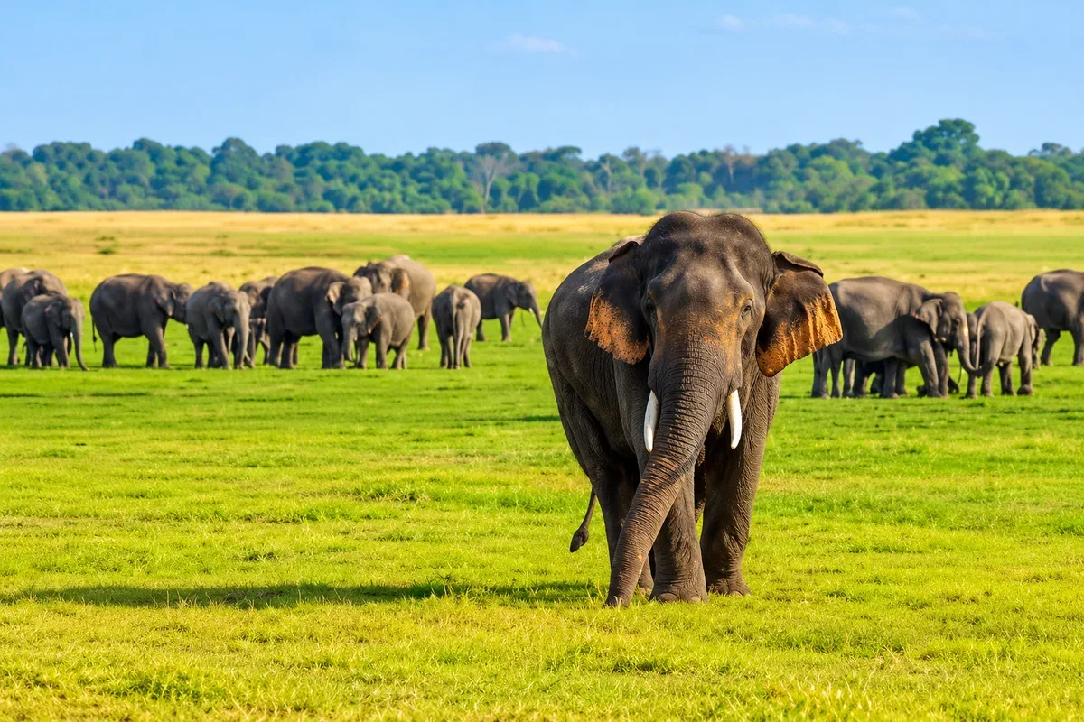 An elephant with a herd grazing on open green grassland