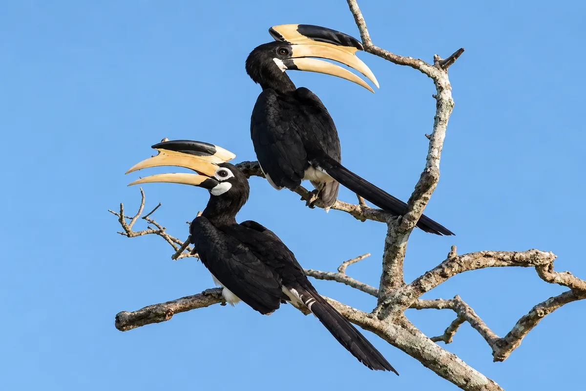 Two hornbills perched on branches against a blue sky