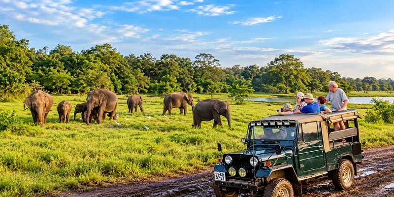 Visitors in a safari jeep watching elephants in open grassland